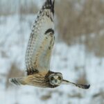 time lapse photography of owl flying