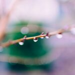 selective focus photography of branch