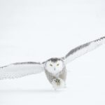 photo of flying owl