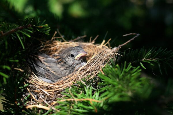 selective focus photography of black bird on birds nest