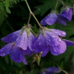 a close up of a purple flower