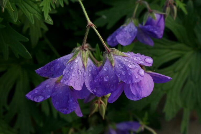 a close up of a purple flower